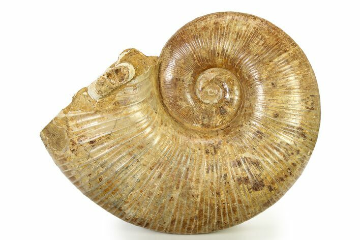 Jurassic Ammonite (Lobolytoceras) Fossil - Madagascar #317658